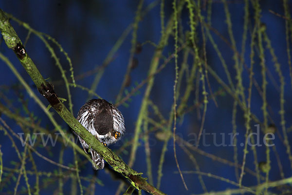 Sperlingskauz (Glaucidium passerinum)