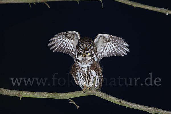 Sperlingskauz (Glaucidium passerinum)