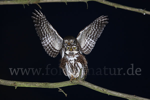 Sperlingskauz (Glaucidium passerinum)