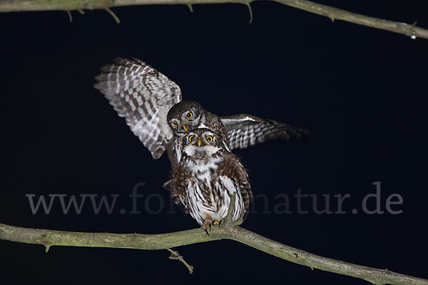 Sperlingskauz (Glaucidium passerinum)