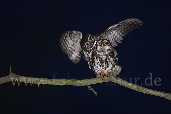 Sperlingskauz (Glaucidium passerinum)