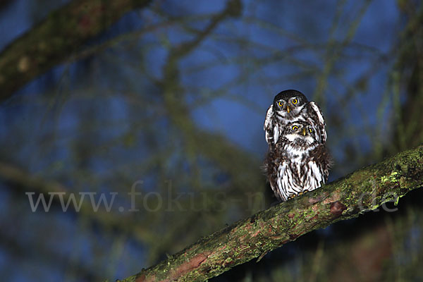 Sperlingskauz (Glaucidium passerinum)