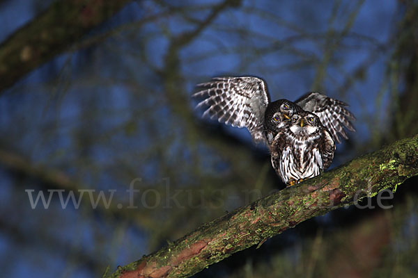 Sperlingskauz (Glaucidium passerinum)