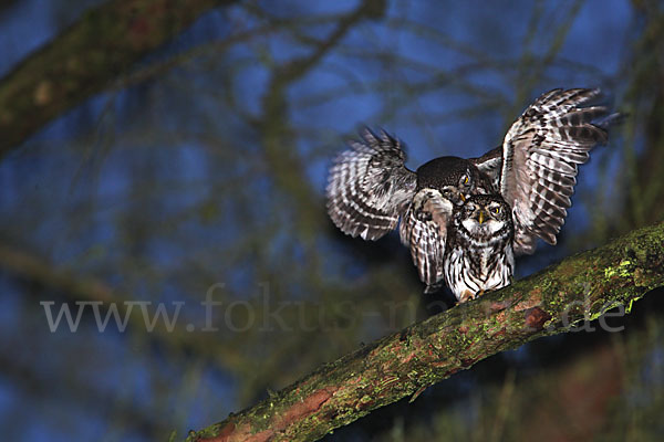 Sperlingskauz (Glaucidium passerinum)