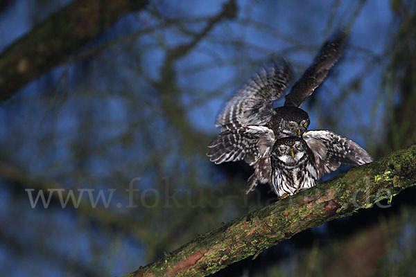 Sperlingskauz (Glaucidium passerinum)