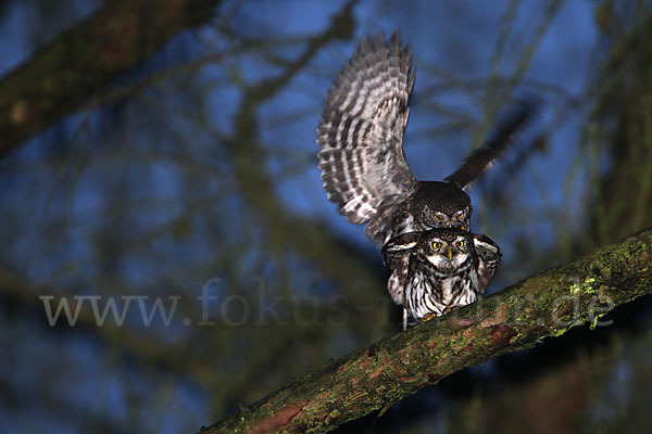 Sperlingskauz (Glaucidium passerinum)