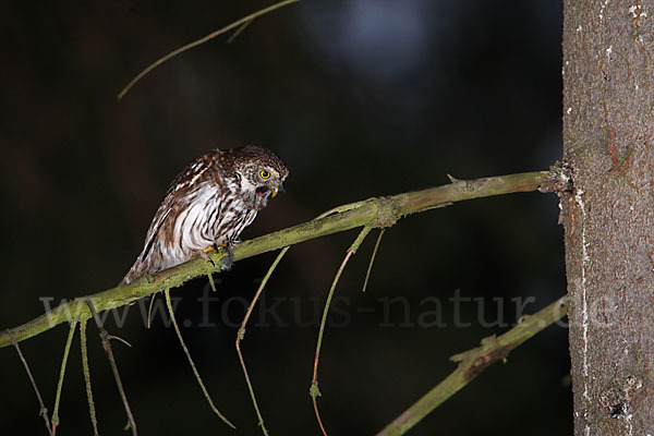 Sperlingskauz (Glaucidium passerinum)