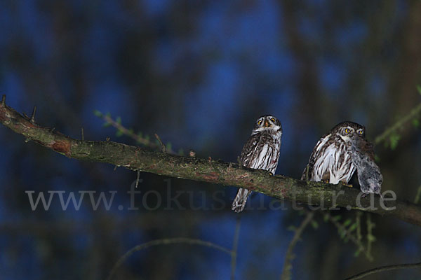 Sperlingskauz (Glaucidium passerinum)