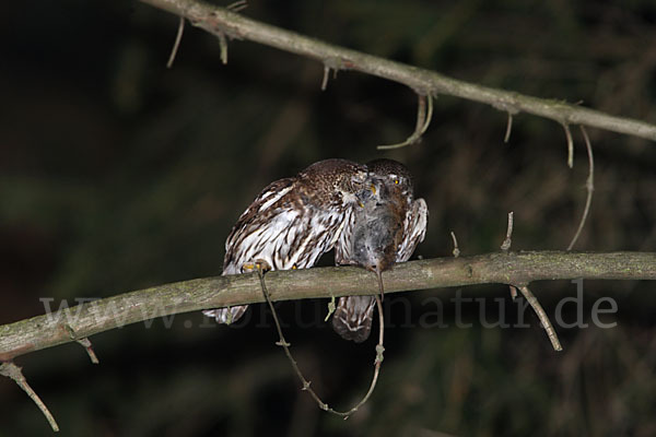 Sperlingskauz (Glaucidium passerinum)