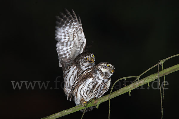 Sperlingskauz (Glaucidium passerinum)