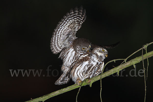 Sperlingskauz (Glaucidium passerinum)