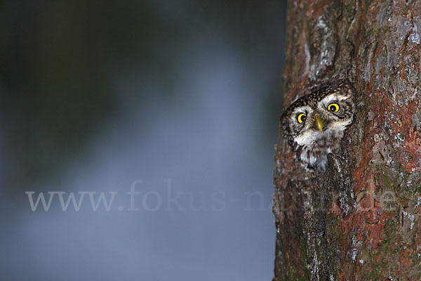 Sperlingskauz (Glaucidium passerinum)