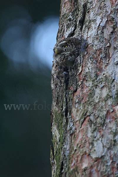 Sperlingskauz (Glaucidium passerinum)