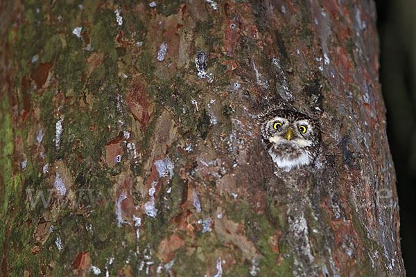 Sperlingskauz (Glaucidium passerinum)