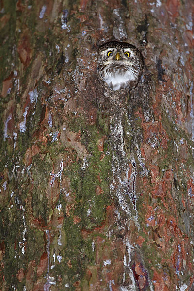 Sperlingskauz (Glaucidium passerinum)