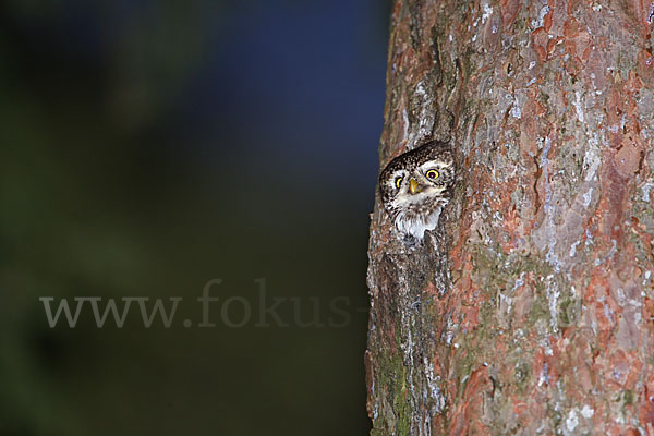 Sperlingskauz (Glaucidium passerinum)