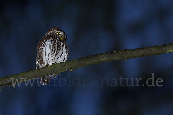 Sperlingskauz (Glaucidium passerinum)