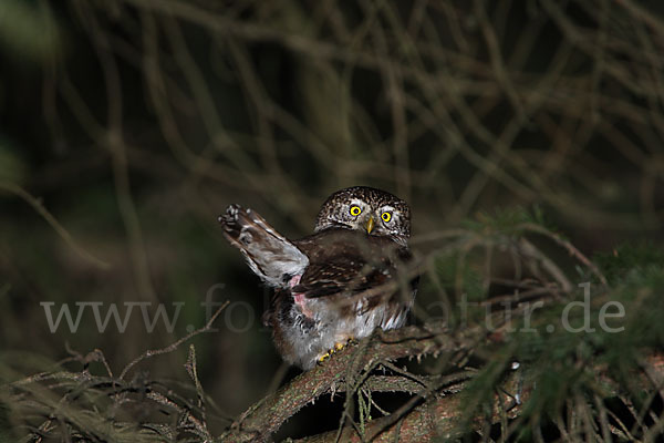 Sperlingskauz (Glaucidium passerinum)