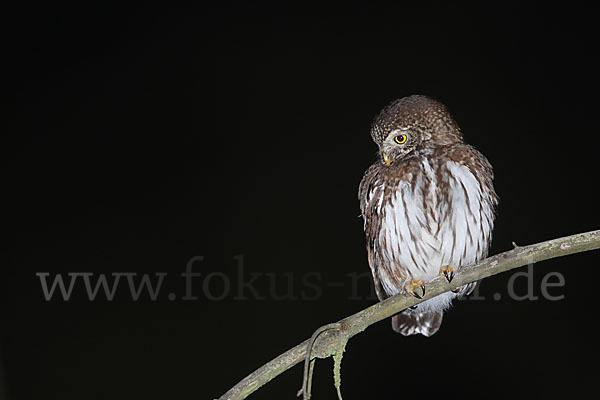 Sperlingskauz (Glaucidium passerinum)