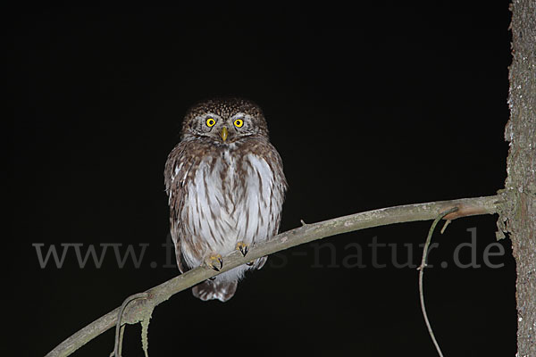 Sperlingskauz (Glaucidium passerinum)