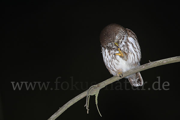 Sperlingskauz (Glaucidium passerinum)