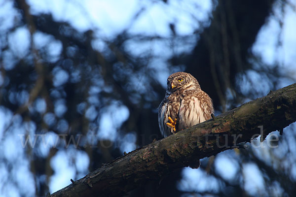 Sperlingskauz (Glaucidium passerinum)