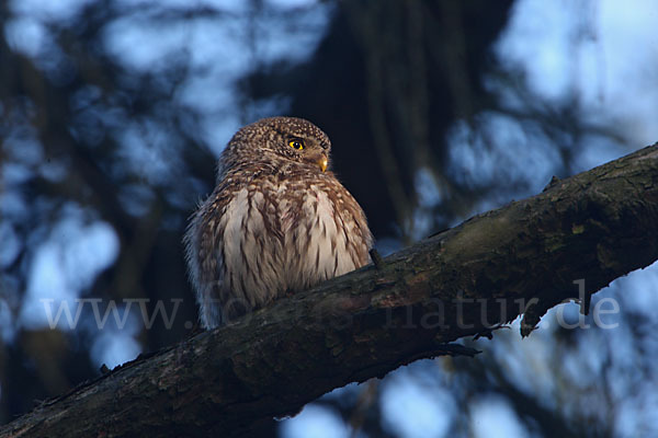 Sperlingskauz (Glaucidium passerinum)