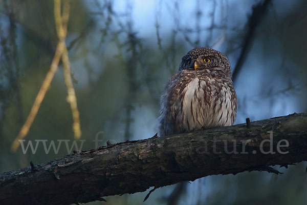 Sperlingskauz (Glaucidium passerinum)