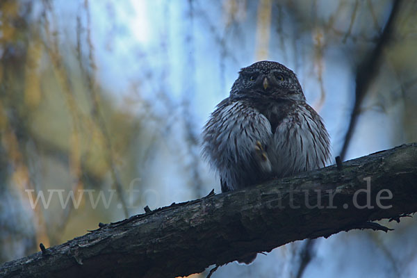 Sperlingskauz (Glaucidium passerinum)