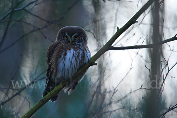 Sperlingskauz (Glaucidium passerinum)