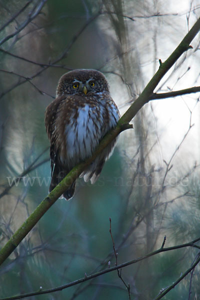 Sperlingskauz (Glaucidium passerinum)