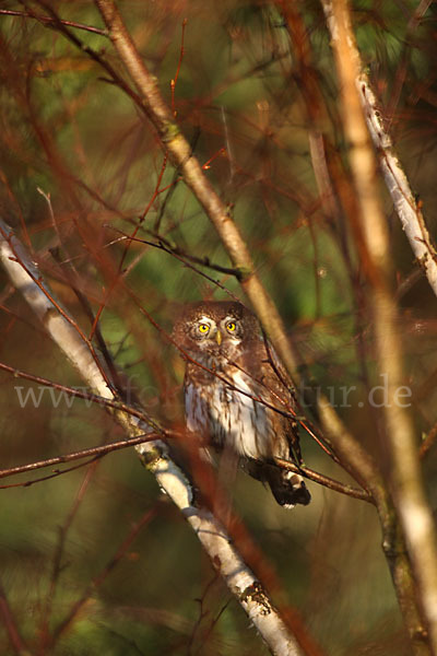 Sperlingskauz (Glaucidium passerinum)