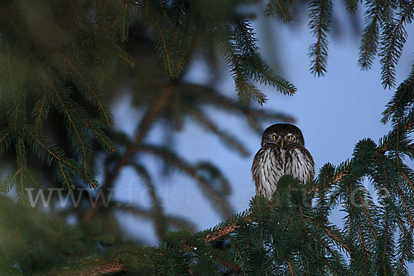 Sperlingskauz (Glaucidium passerinum)