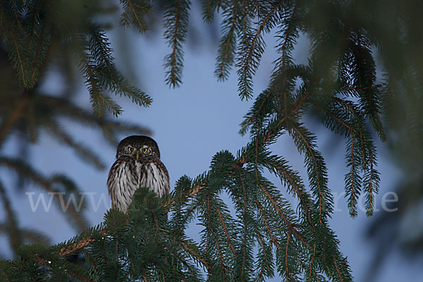 Sperlingskauz (Glaucidium passerinum)