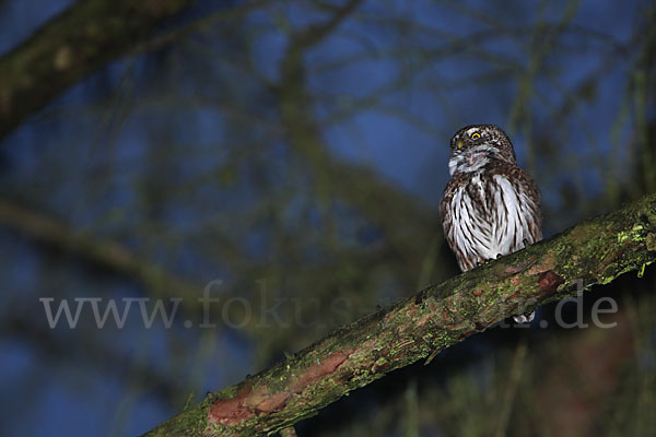 Sperlingskauz (Glaucidium passerinum)