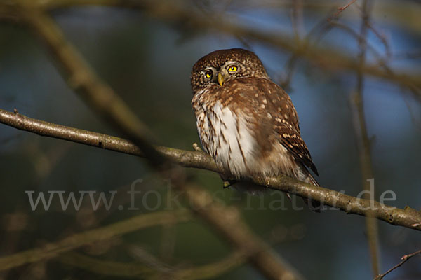 Sperlingskauz (Glaucidium passerinum)