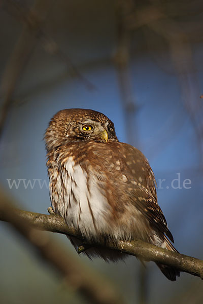 Sperlingskauz (Glaucidium passerinum)