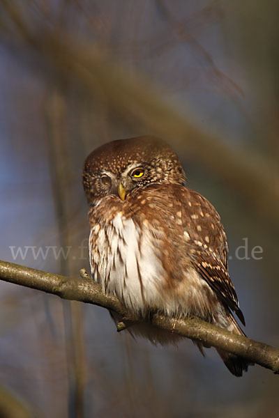 Sperlingskauz (Glaucidium passerinum)