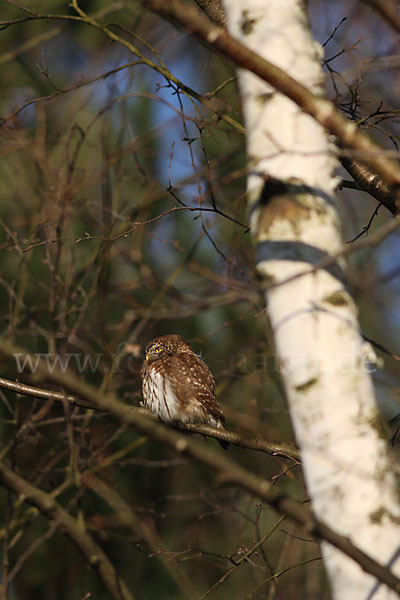 Sperlingskauz (Glaucidium passerinum)