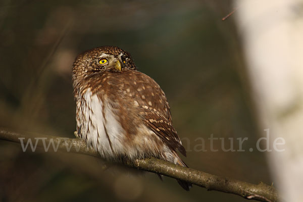 Sperlingskauz (Glaucidium passerinum)