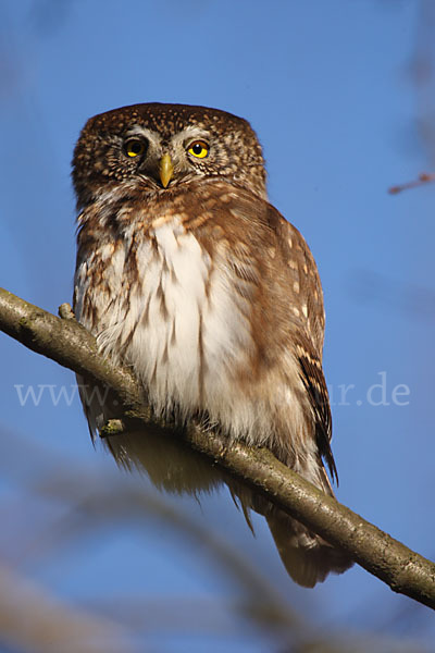 Sperlingskauz (Glaucidium passerinum)