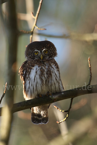 Sperlingskauz (Glaucidium passerinum)