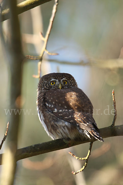 Sperlingskauz (Glaucidium passerinum)