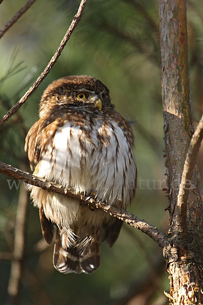 Sperlingskauz (Glaucidium passerinum)