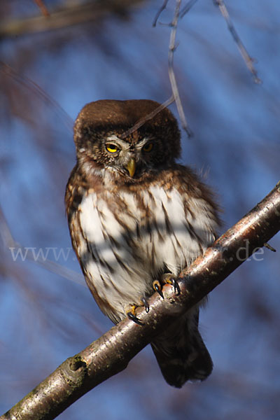 Sperlingskauz (Glaucidium passerinum)