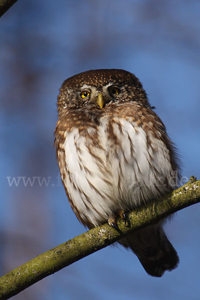 Sperlingskauz (Glaucidium passerinum)