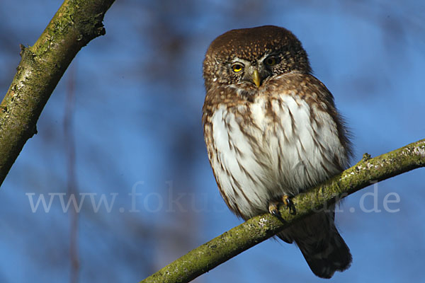 Sperlingskauz (Glaucidium passerinum)