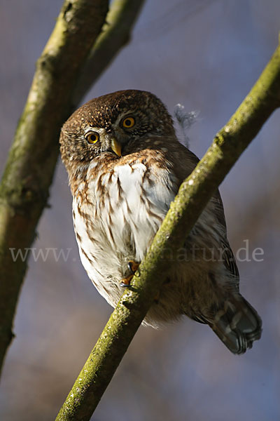 Sperlingskauz (Glaucidium passerinum)