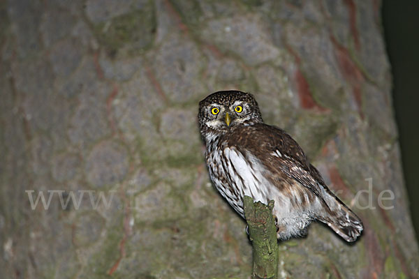 Sperlingskauz (Glaucidium passerinum)