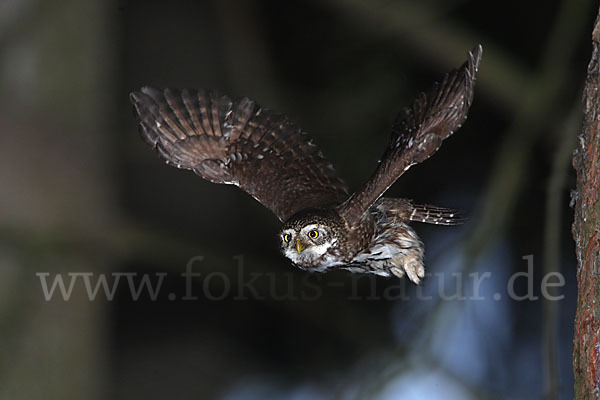 Sperlingskauz (Glaucidium passerinum)